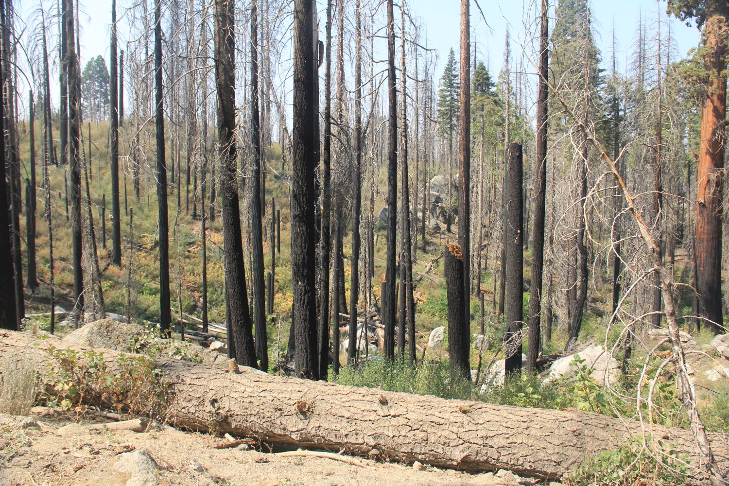 Grant Tree Trail, Boundary Trail and North Grove Trail 